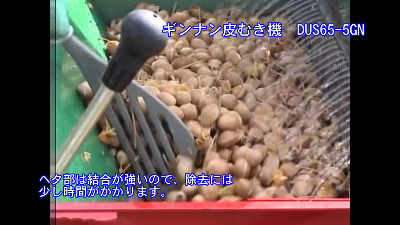 サシナミ ギンナン皮むき機 DUS - YouTube