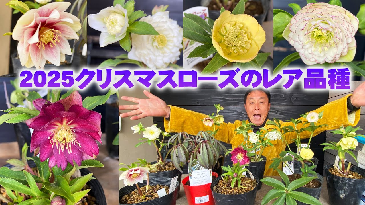 陽春園】クリスマスローズのレア品種！新年から続々入荷のクリスマス