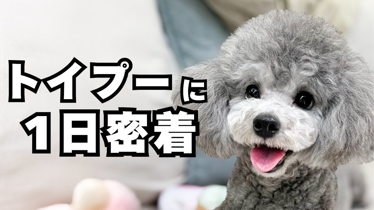 トイプードルに1日密着してみた - YouTube