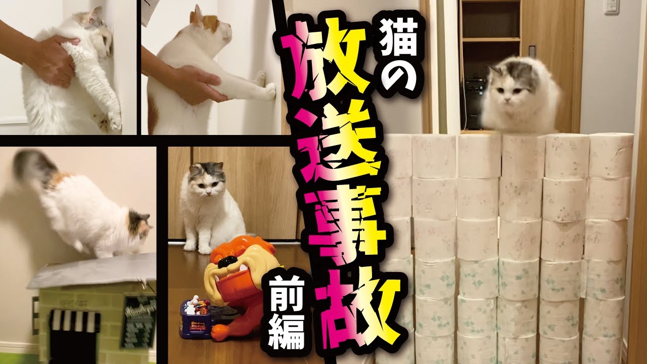 Premiere] Here is a collection of the world's clumsiest cat's