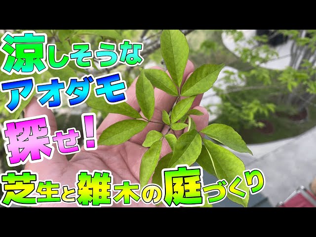 芝生と雑木の庭】涼しそうなアオダモを探せ！若いアオダモの注意点