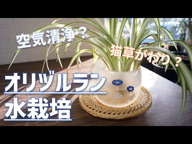 初心者向け観葉植物】オリヅルランの水耕栽培&空気清浄効果と猫草利用