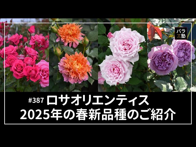 387 Rosa orientis Introducing new varieties for spring 2025 - YouTube