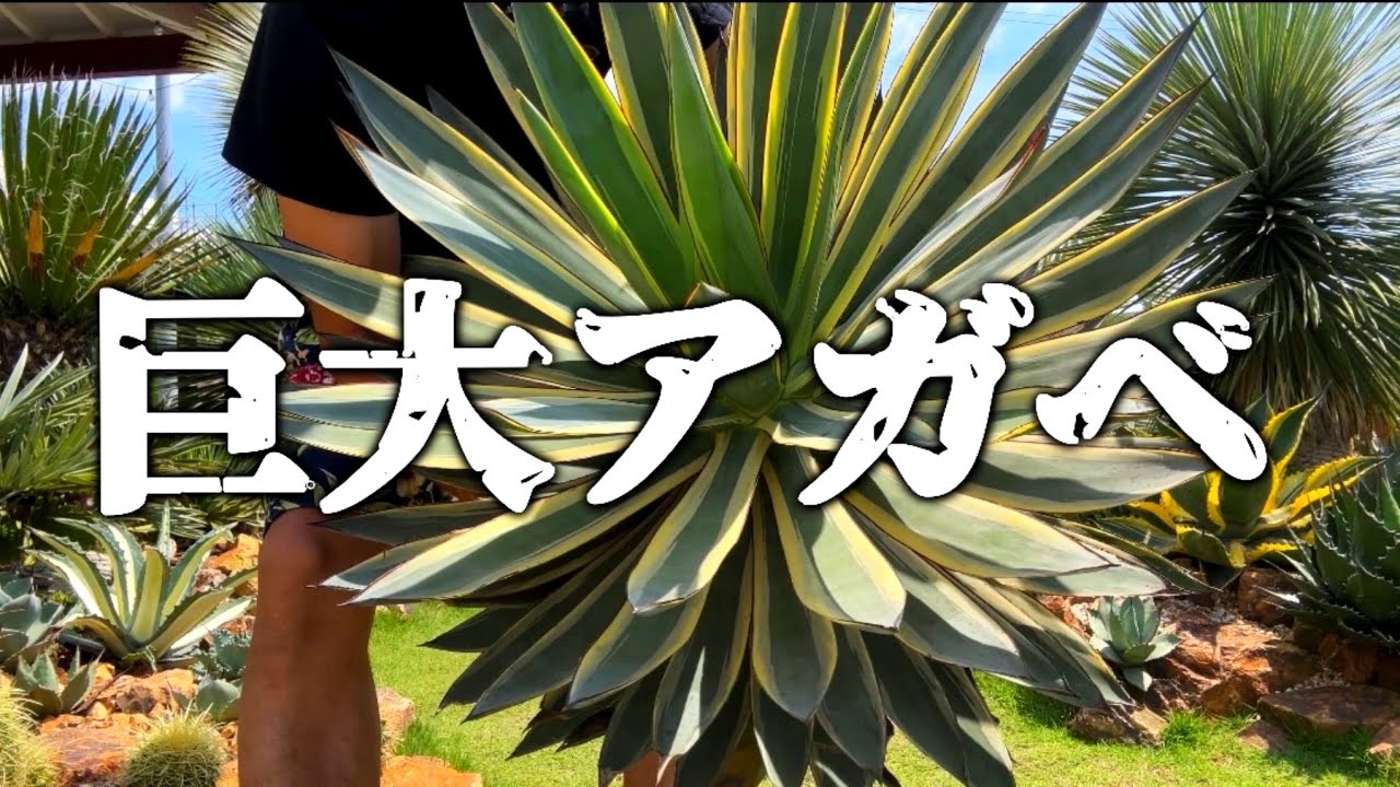 巨大アガベ】購入したアガベを開封、植え込み実施していきます