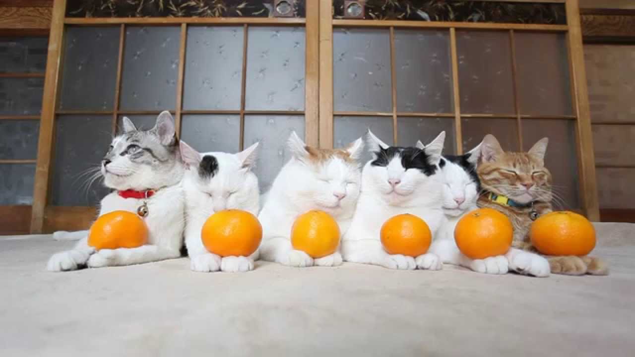 maxresdefault.jpg?sqp=-