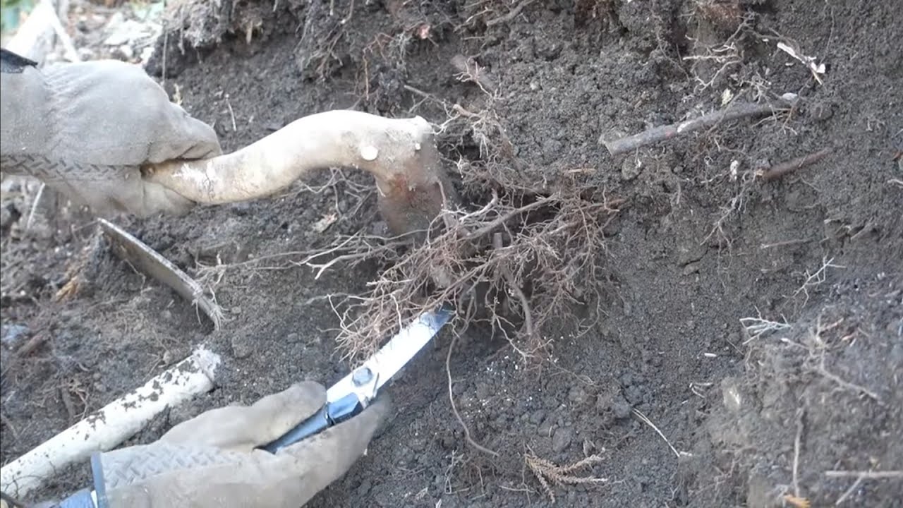 山師の仕事現場から藪椿（ヤブツバキ）を山採り その採取から活着まで