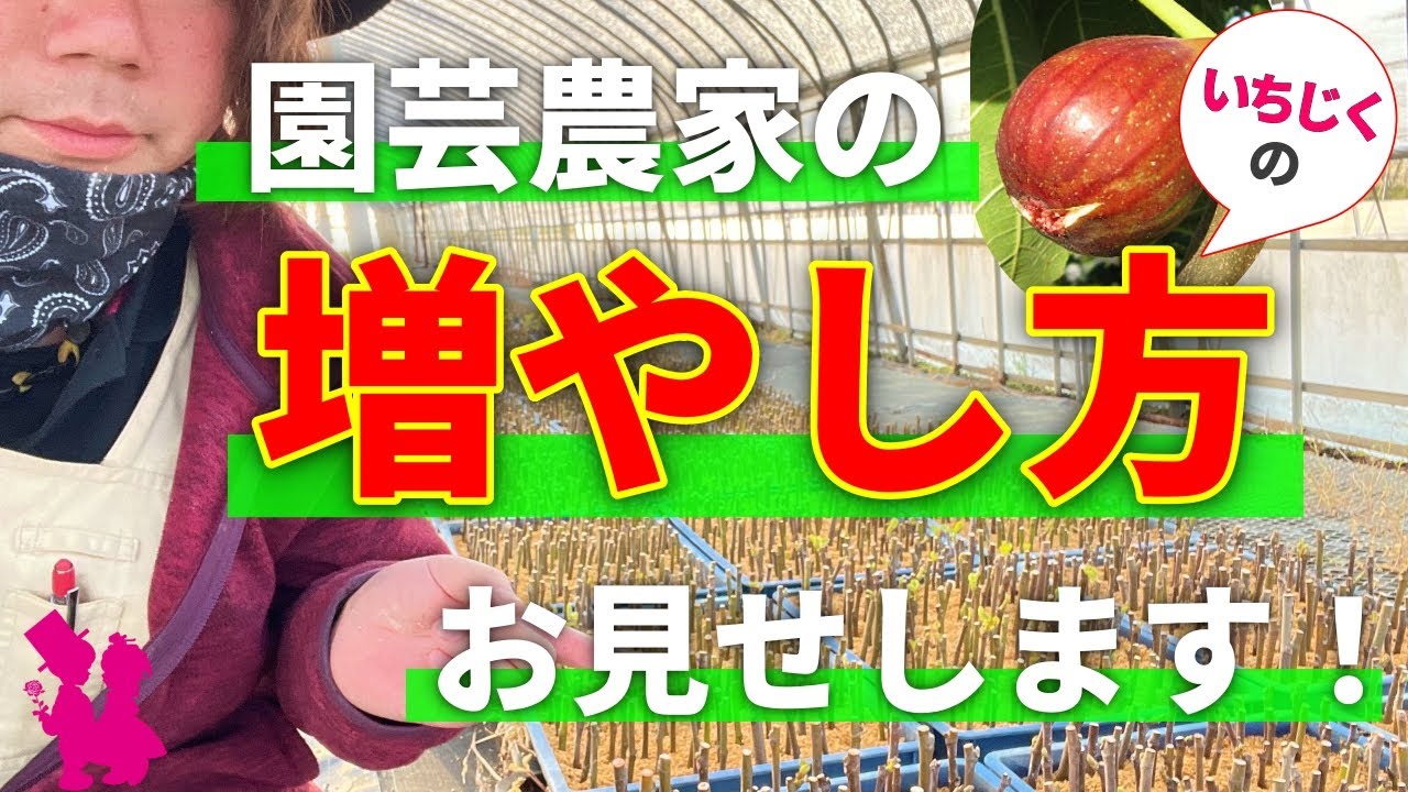 How to grow figs by cuttings] A horticultural farmer demonstrates