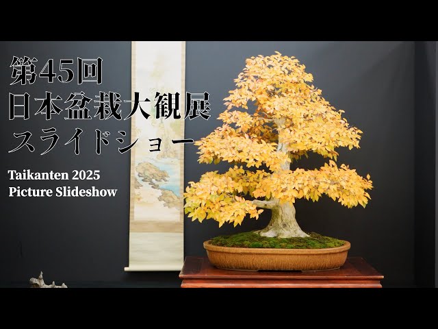 slide show] 45th Japan Bonsai Taikanten 2025 - YouTube