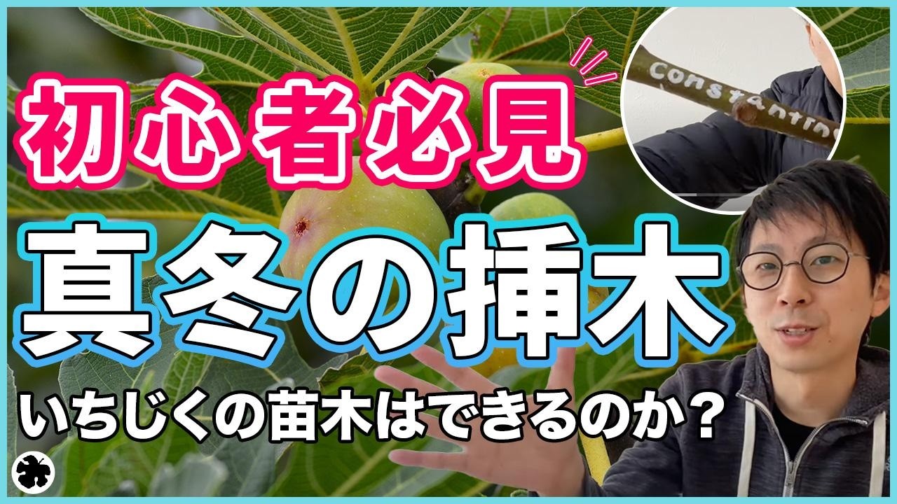 イチジク】真冬に入手した穂木の挿木方法！長期検証動画（育て方