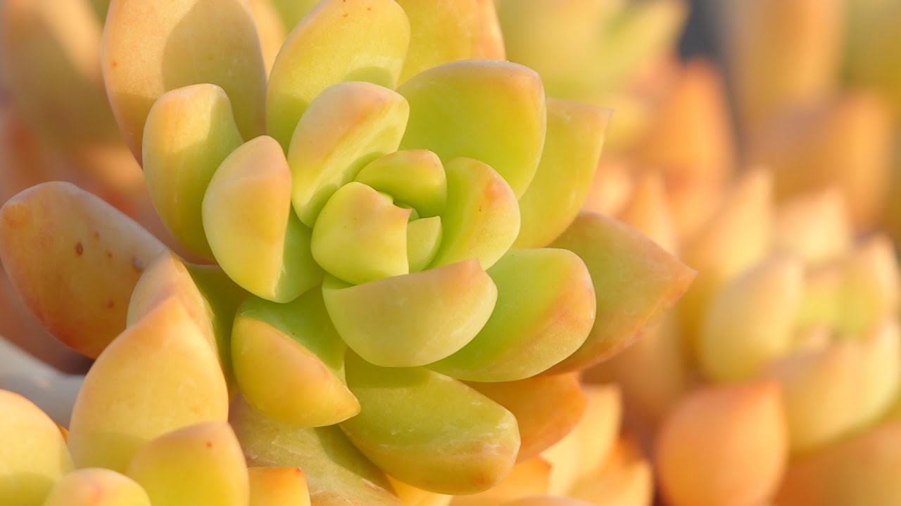 327 [100 Yen Store Succulent] This succulent is a must-have. Great