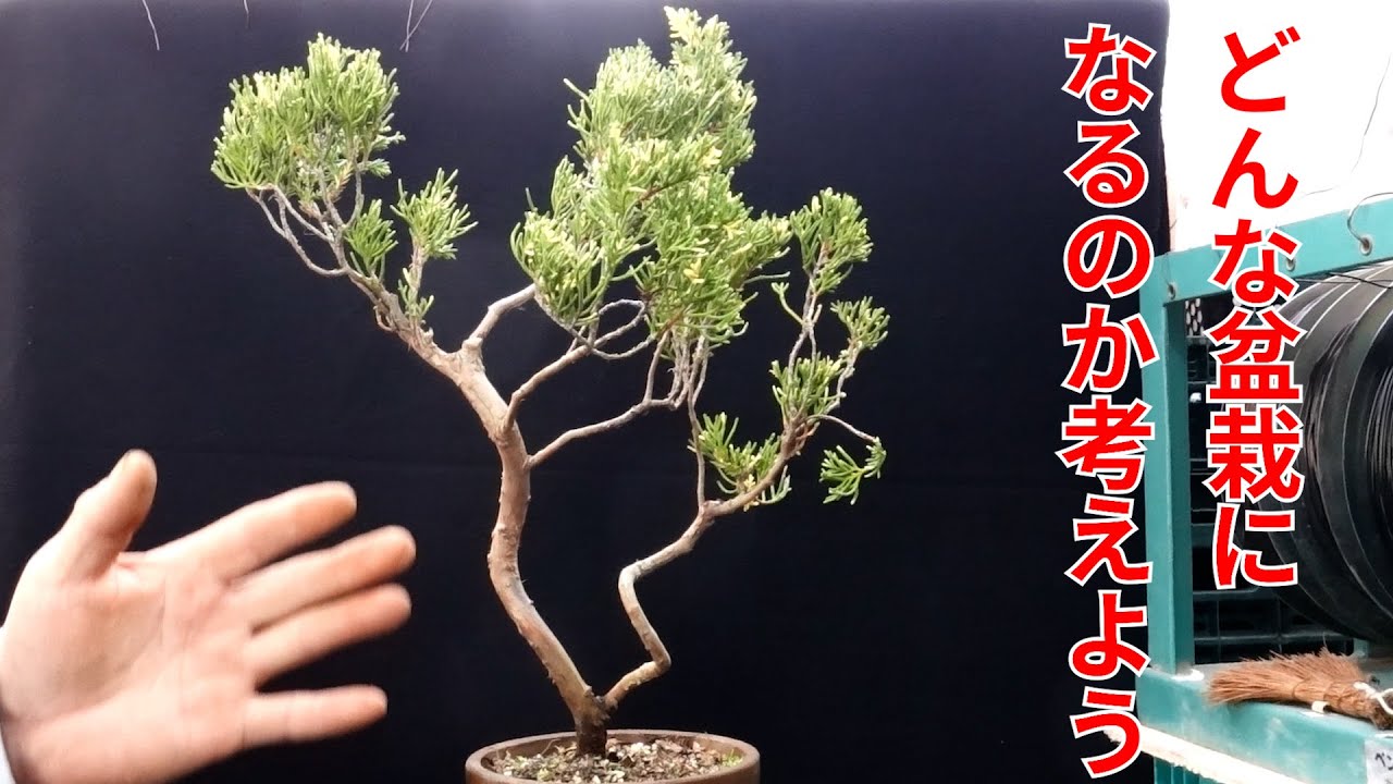 斑入り真柏の大改作 - YouTube