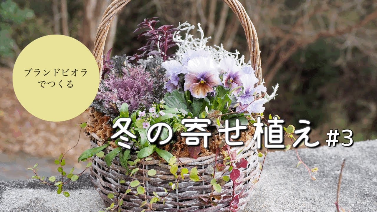 アンティークカラーでシックに【ブランドビオラでつくる】冬の寄せ植え