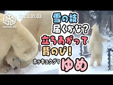 旭山動物園】二足立ち 背のびでピョン！⛄️雪の枝とどかなくて「ママ