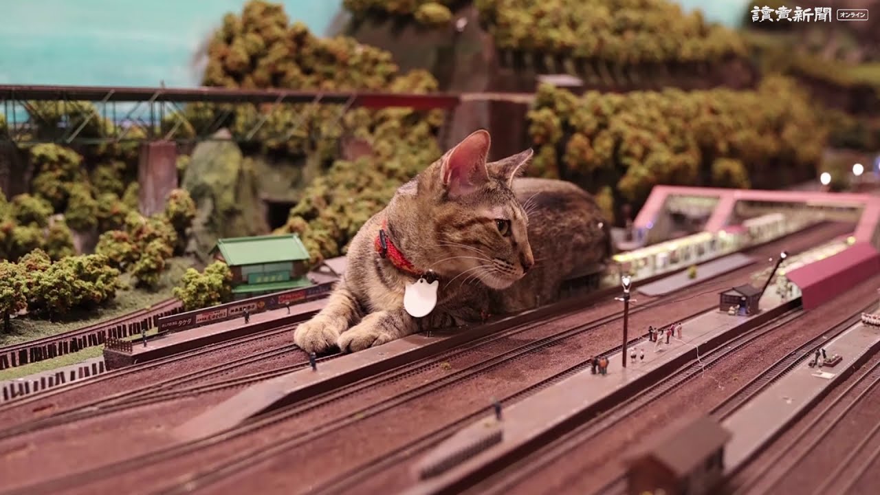 SNSで人気 駅舎をまたぐ「巨大」猫たち…大阪 - YouTube