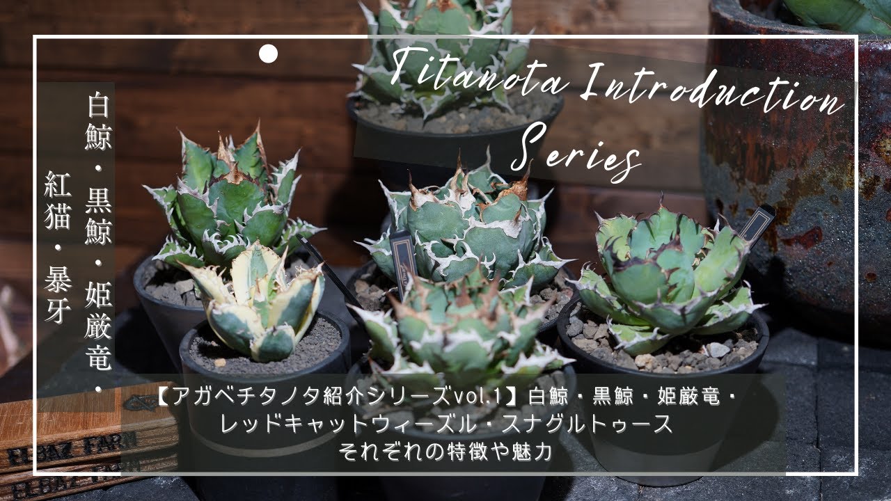 Agave titanota introduction series vol. 1] White Whale, Black