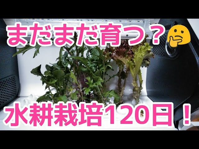 やさい物語#25】まだまだ育つ？水耕栽培120日【沖縄セルラーiot水耕