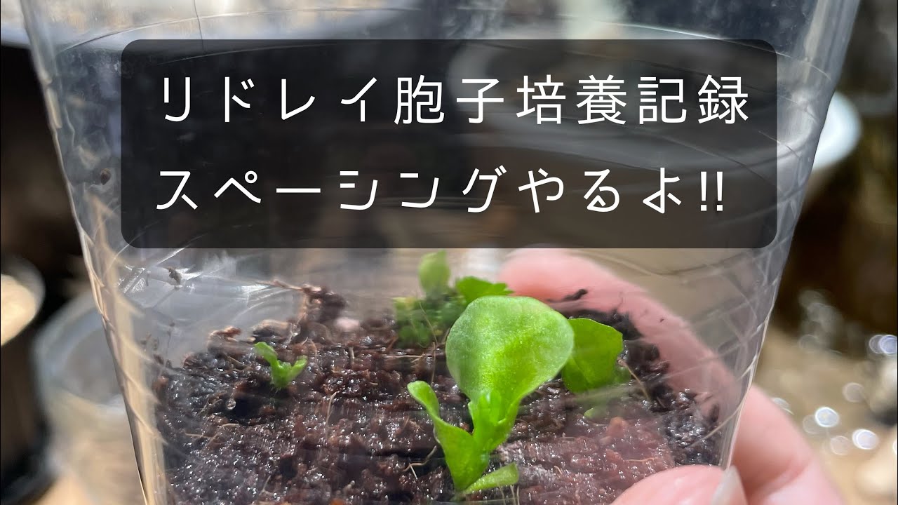 リドレイ胞子培養記録 STEP2!! - YouTube
