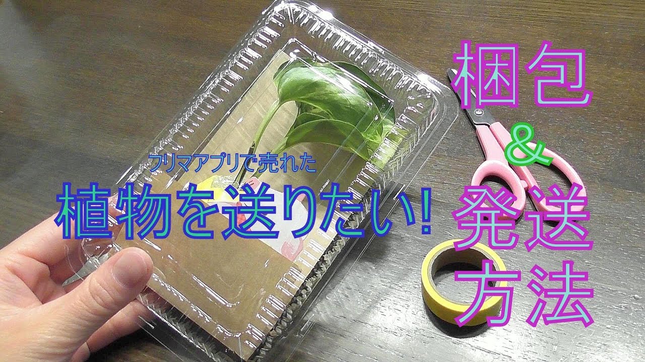 g*き様 アンスリウム ポーティラエ 抜き苗ネコポス発送 植物の梱包方法