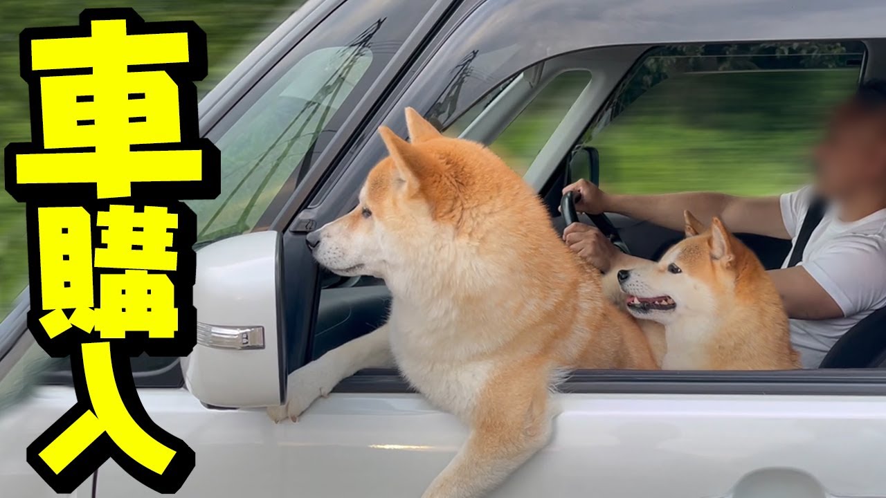 I went on a 220km one-way trip with my Shiba Inu sisters to buy