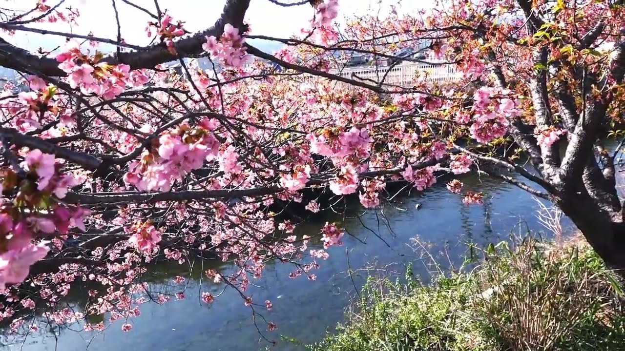 河津桜（神奈川県南足柄市）2026/02/19 - YouTube