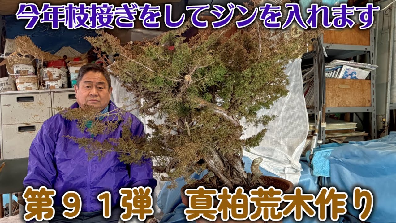 盆栽】第91弾 真柏の荒木作り【今年枝接ぎしてジンを入れます