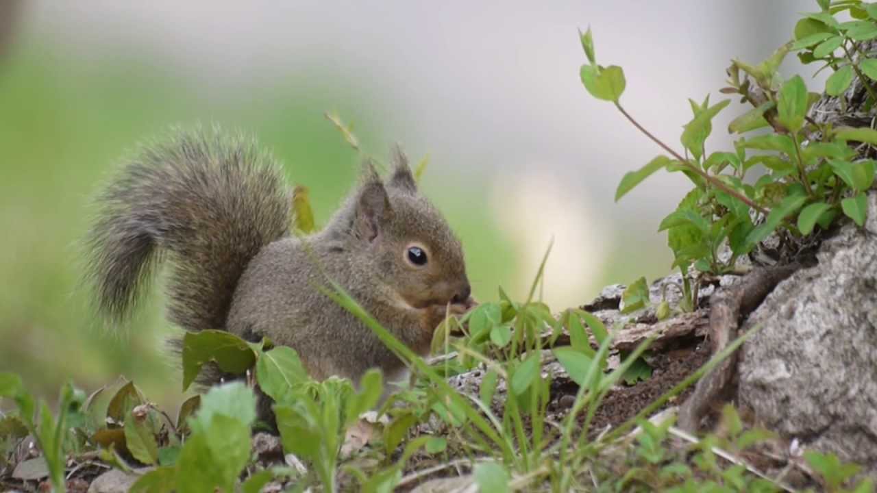子リスの活動、早朝の森の中で - YouTube