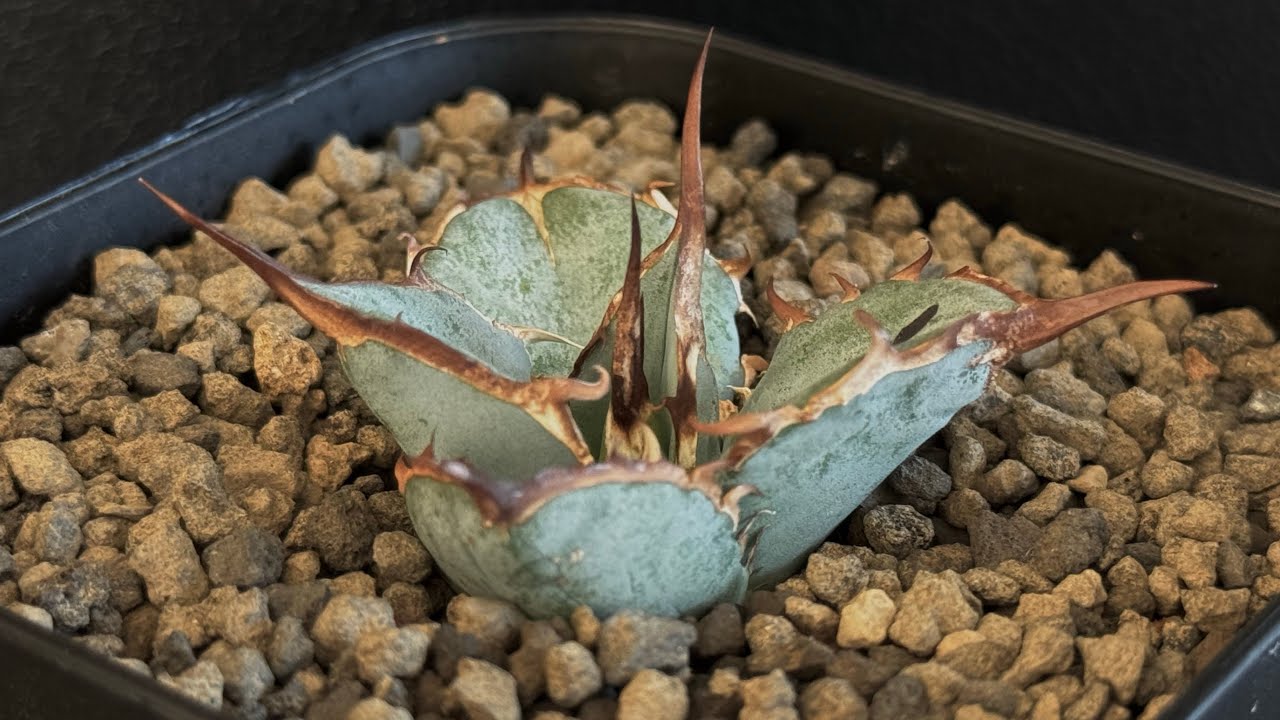 アガベ・チタノタブルー選抜/L15（芽）-002｜agave titanotablue_L15