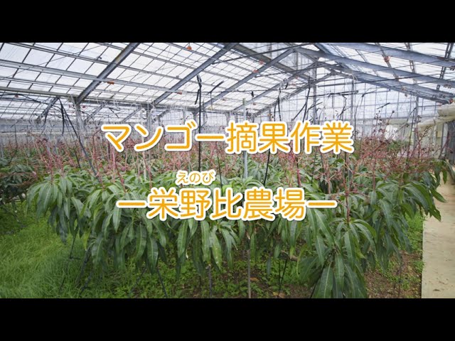 マンゴー摘果作業｜栄野比（えのび）農場 - YouTube