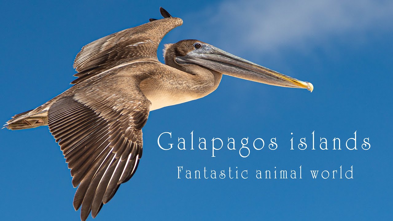ガラパゴス諸島の愛くるしい動物たち【Galapagos Island】Fantastic