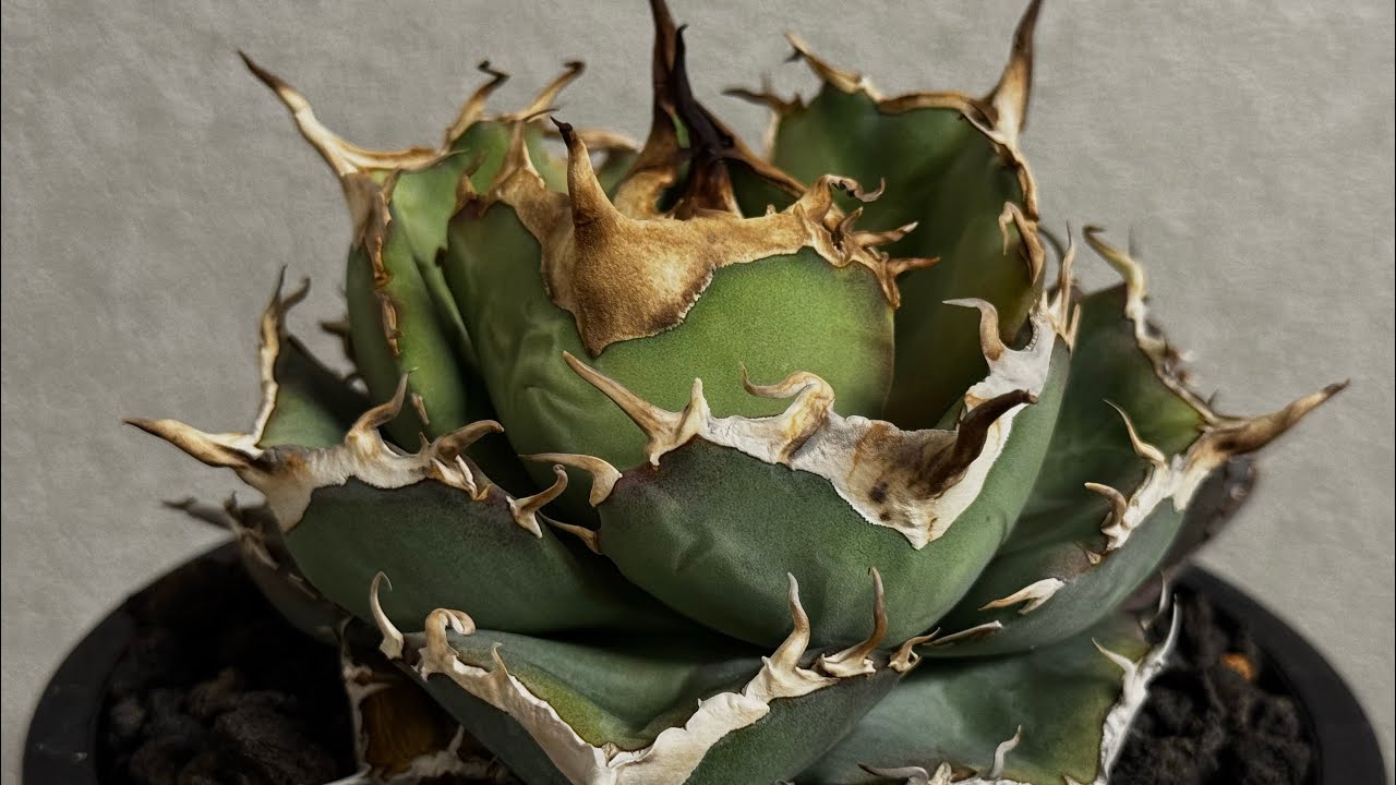 20260214 アガベ・チタノタ LQH_木｜agave titanota jupiter - YouTube