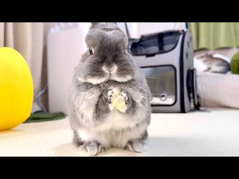 It's been 7 months since I started living with my foster rabbit