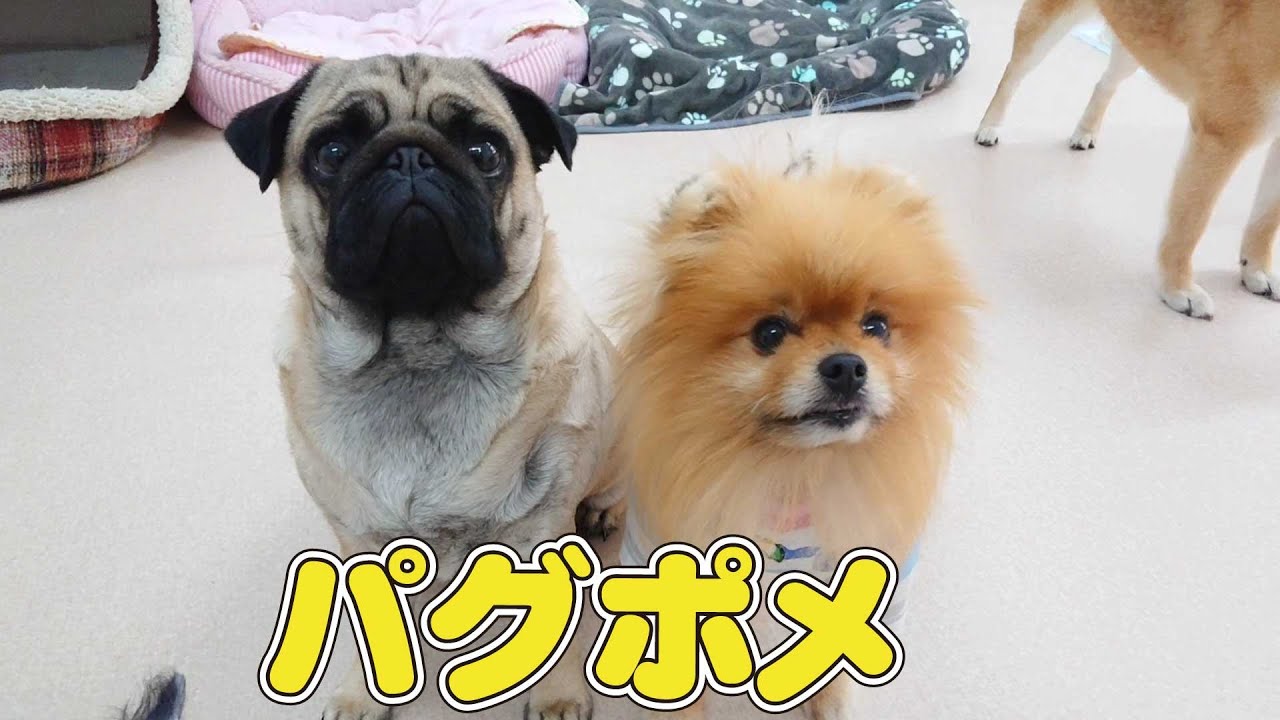 パグポメ 🐶ひみつきちなう！#🐶 (パグ ポメラニアン チワワ トイ