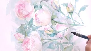 水彩画]初夏のバラの花を透明水彩で描く/watercolor/5月の花/ピエール
