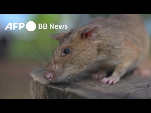 カンボジアの「地雷検知ネズミ」 100以上の地雷発見で世界新記録（2025