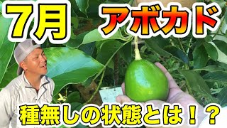アボカド7月】ガンガン落果するアボカド！種無しの状態も共有します