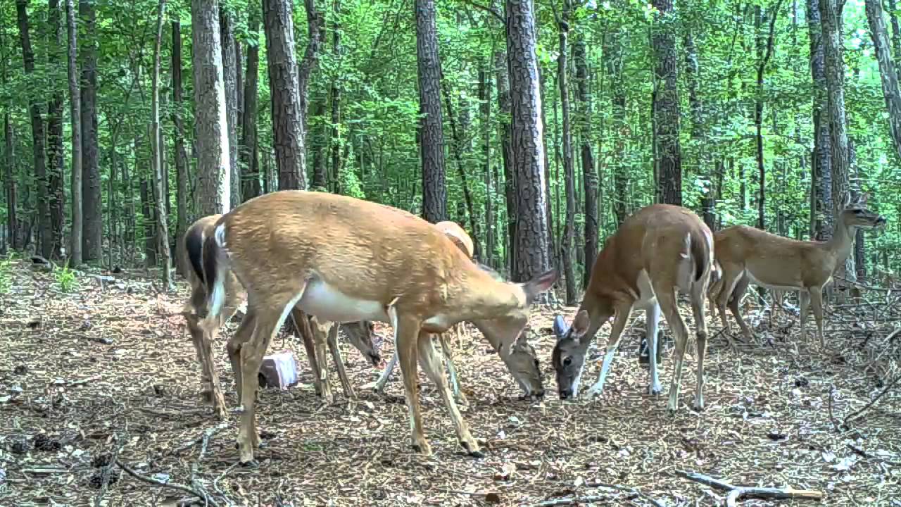 ハイクカム SP108-J自動撮影カメラ - トレイルカメラ・自動撮影なら