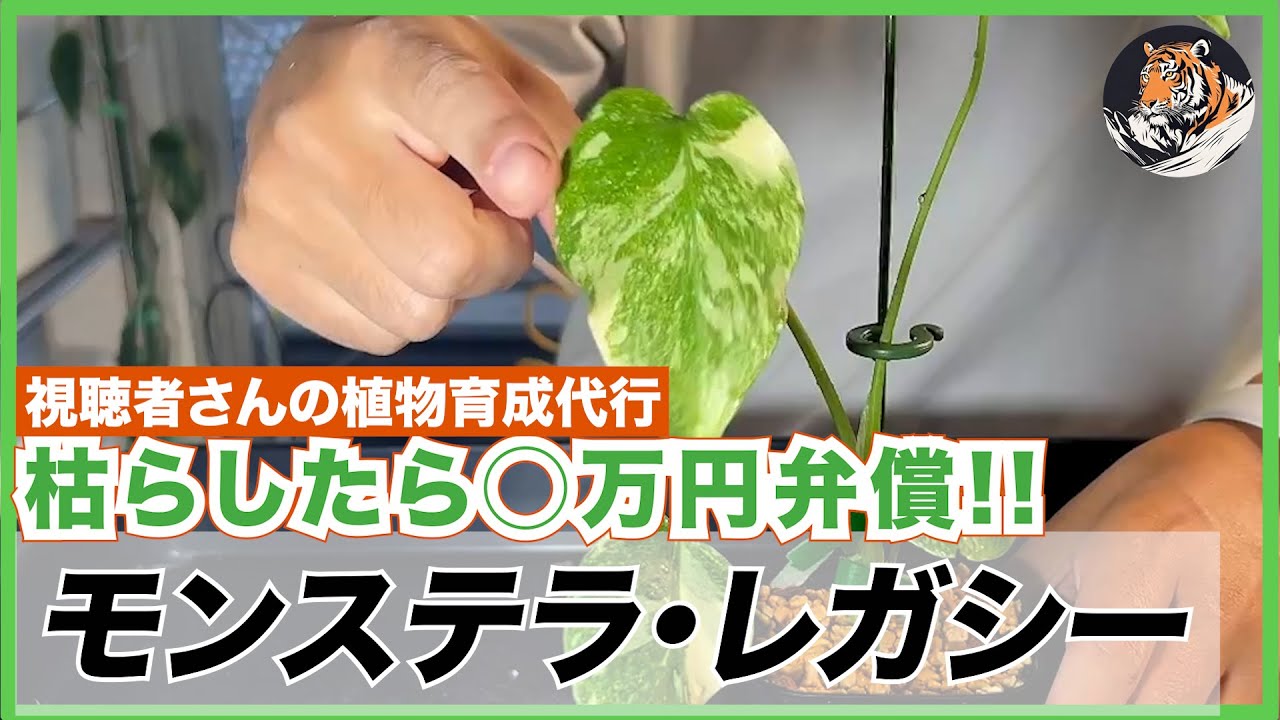 モンステラ】枯らすと○万円保証!!視聴者さんのタイコンステレーション