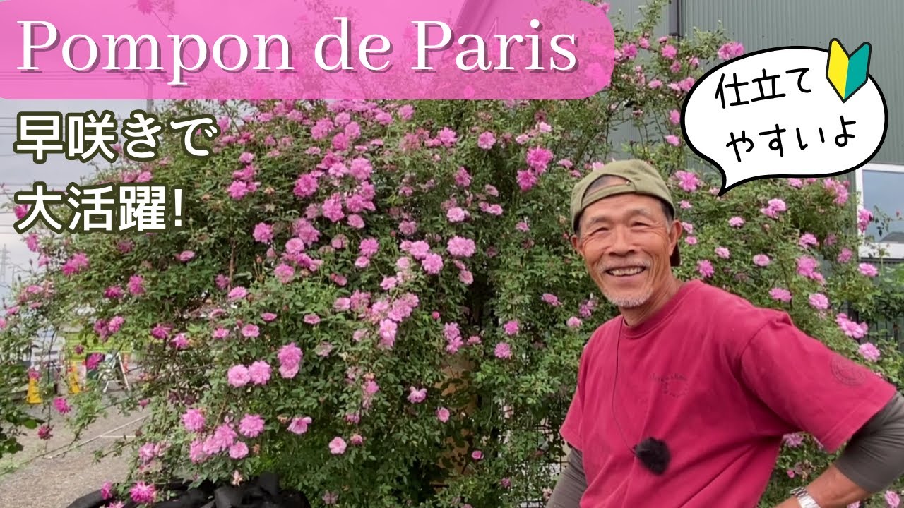 ポンポン ドゥ パリ ｜バラ苗の通販の篠宮バラ園
