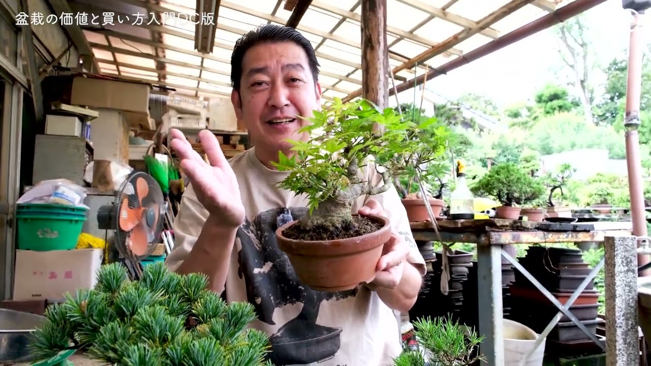 メンバー限定】盆栽の価値と買い方入門。長編版 - YouTube