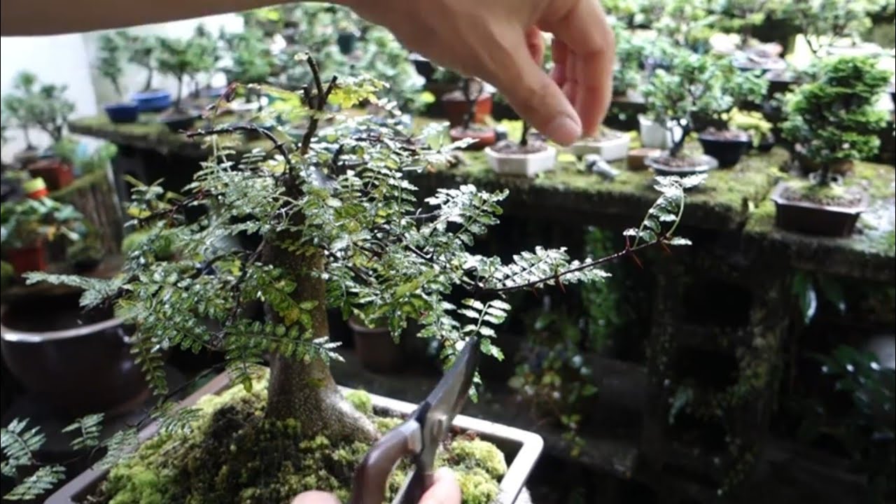 お庭の必須アイテム 山採りバイカツツジ 花 2021 - YouTube