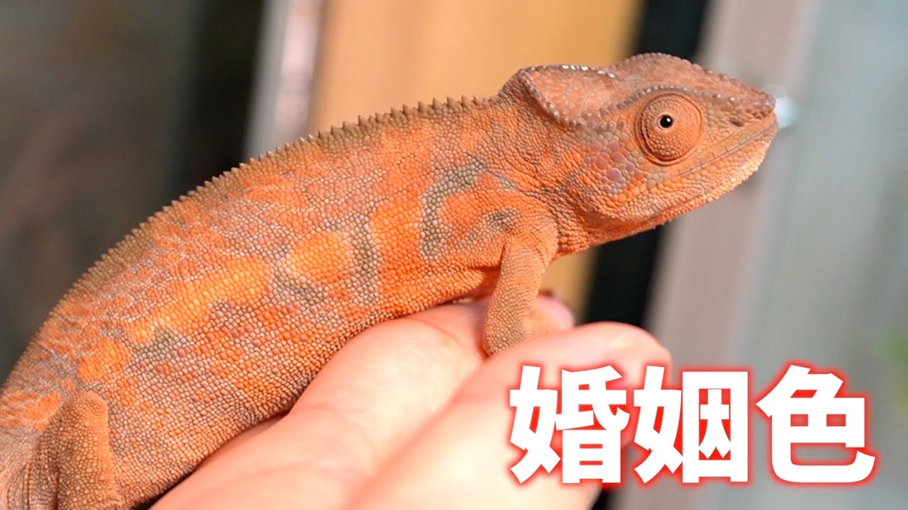 Chameleon's wedding colors are so beautiful! - YouTube