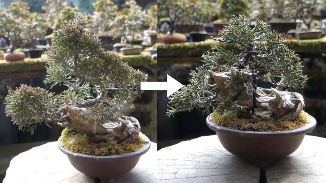 タヌキ作りから3年（真柏） ♯399 - YouTube