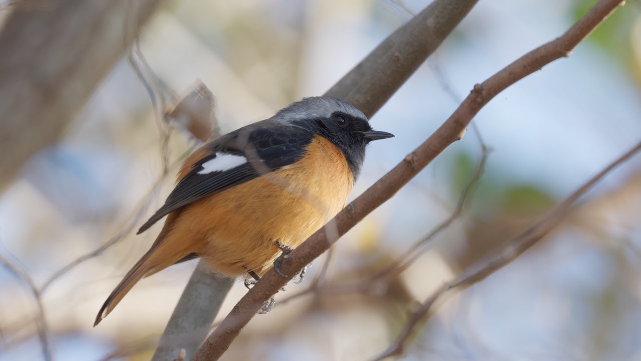 野鳥＆自然観察 Vol.50 - YouTube