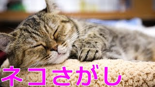 隠れたネコを探すゲーム【A Castle Full of Cats】 - YouTube