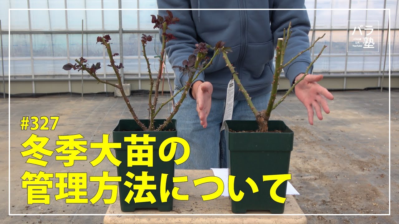 冬季大苗】バラ苗 ルクソール 国産苗 6号鉢植え品［農林水産省 品種