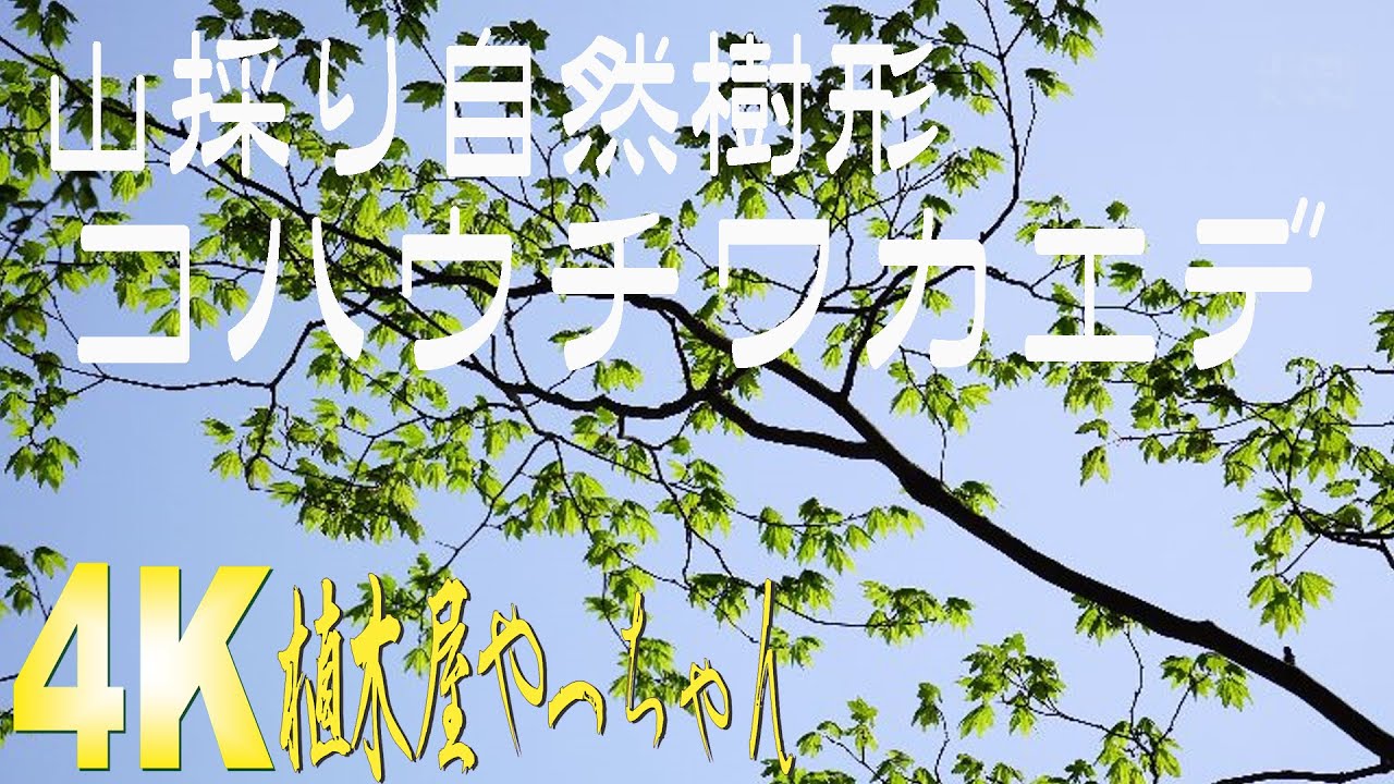 山採り自然樹形 コハウチワカエデ 若葉 2023 - YouTube