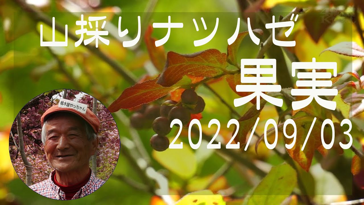 楽天市場】ナツハゼ 苗 【ナツハゼ】 根巻き苗 シンボルツリー 苗木