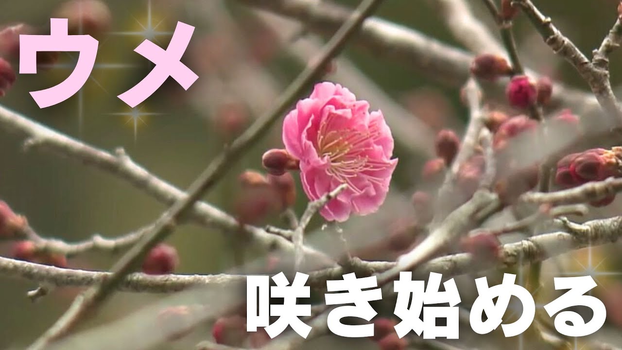 ウメの名所・高知市土佐山の嫁石地区でウメが咲き始める 花の大きさは