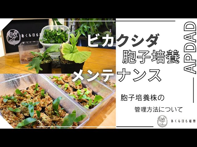 Maintenance and management of staghorn fern spore cultures - YouTube