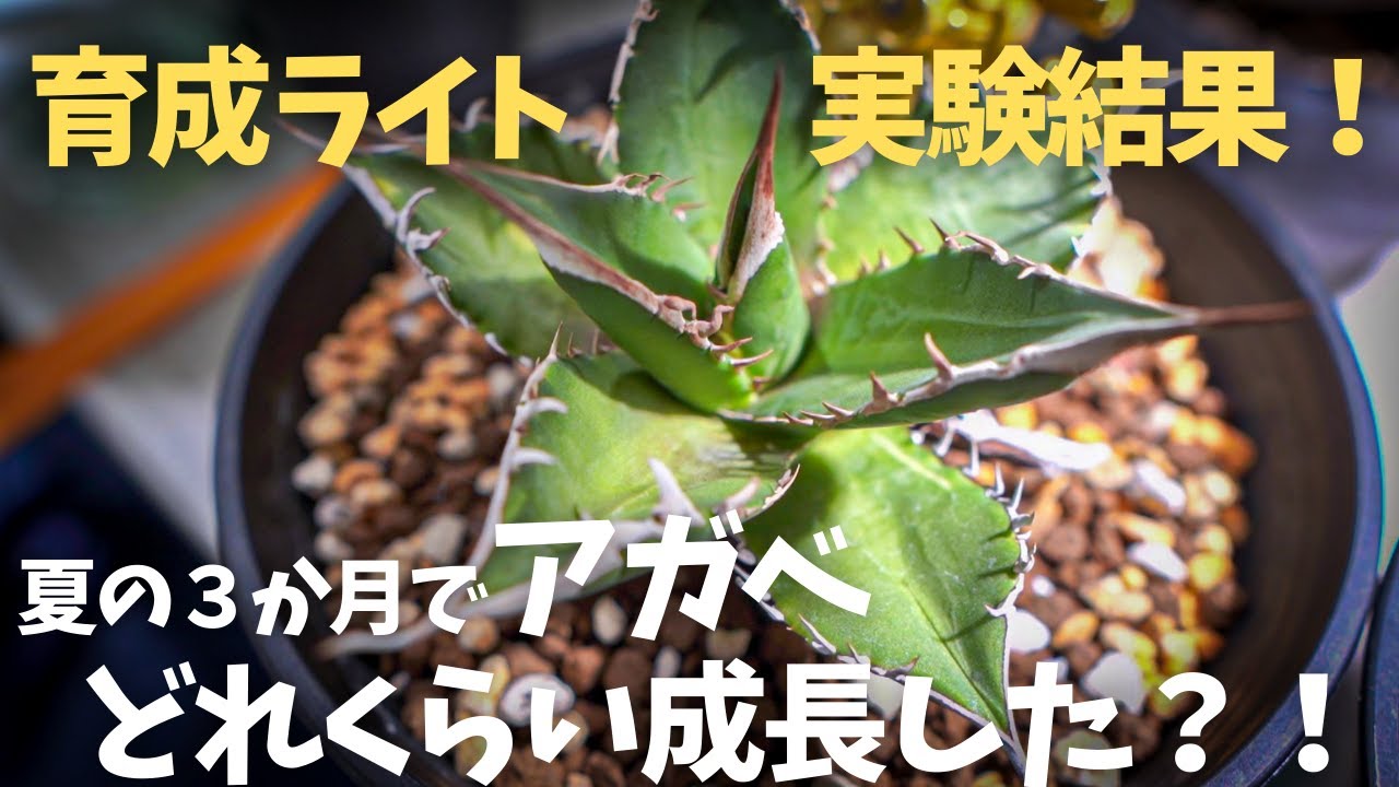 アガベチタノタを育成ライトで3か月育てた結果！】こんなにも変わるの